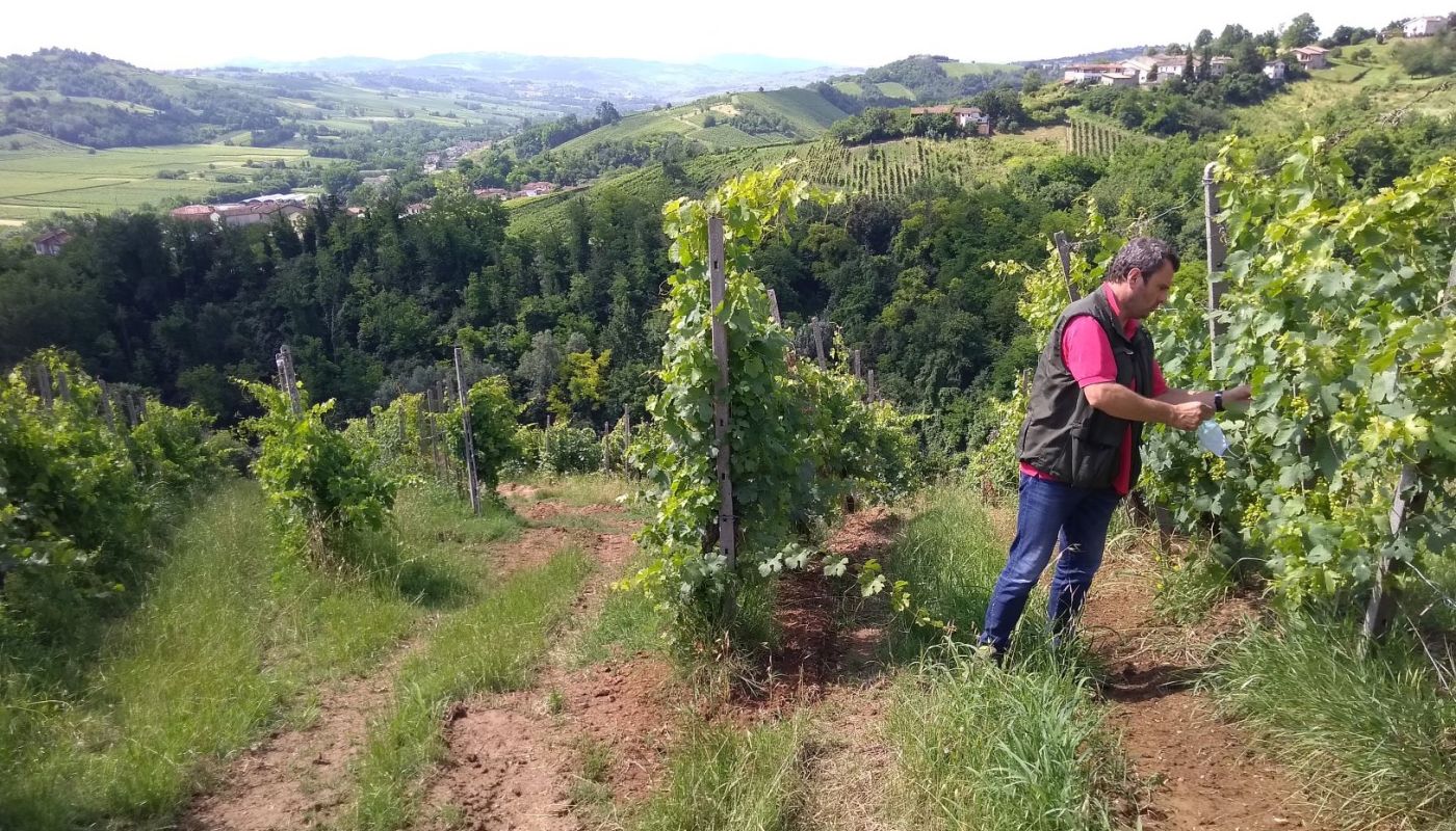 Andrea Picchioni in his vineyards in Lombardy