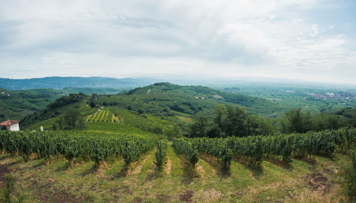 Anselmi vineyards