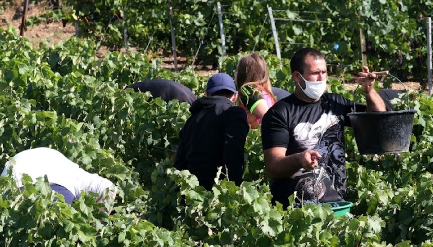 Champagne harvest 2020 with face coverings