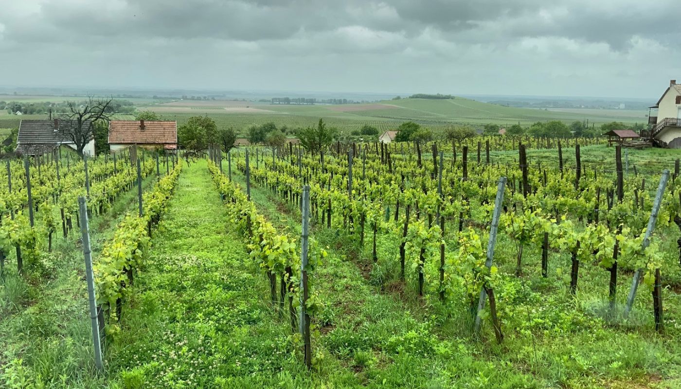 Heumann vineyards in Siklos, Villany