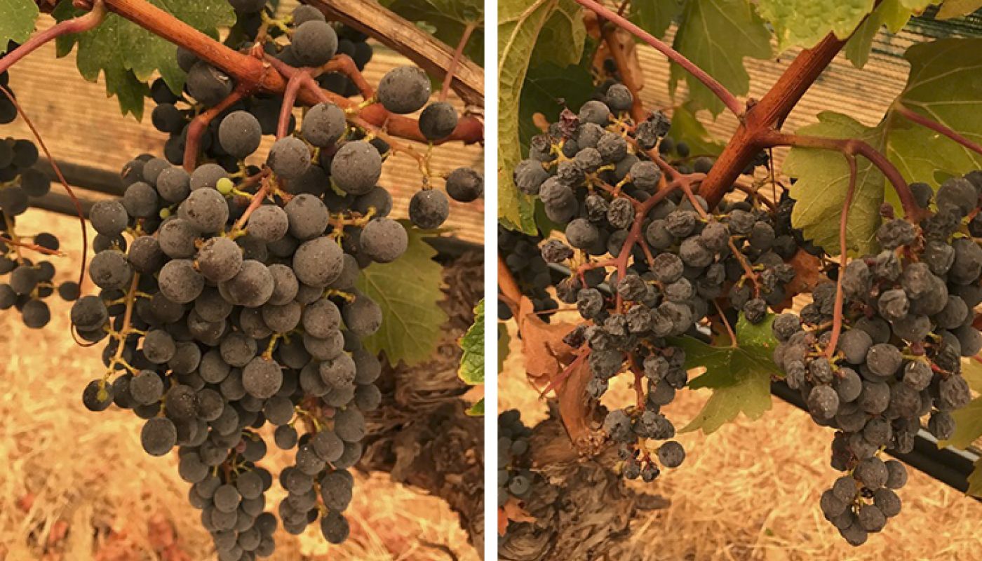 Napa 9 Sept 2020