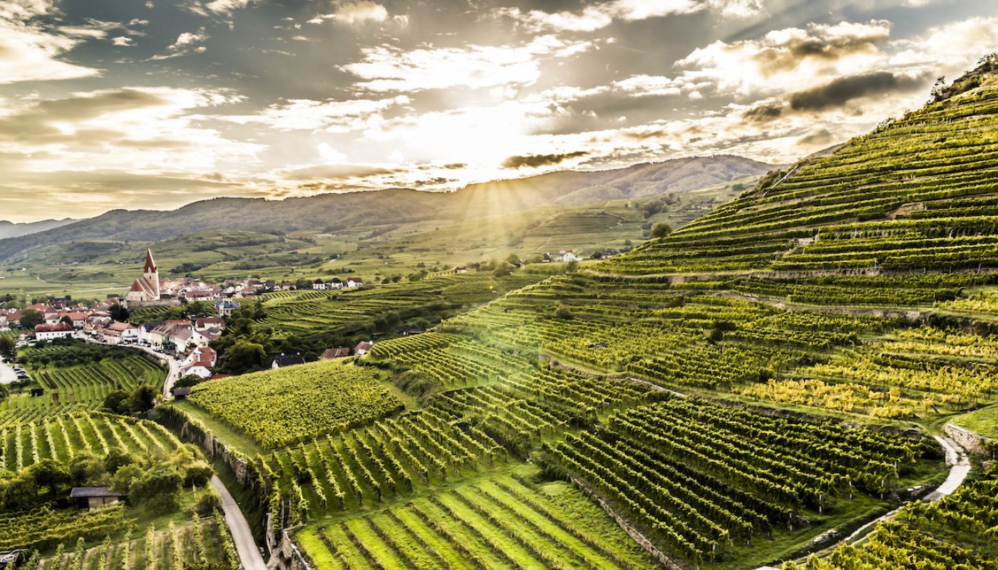 Achleiten vineyard in Wachau, Austria by Robert Herbst