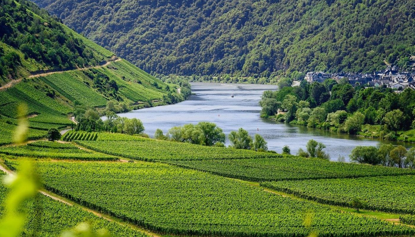 flat Mosel vineyards