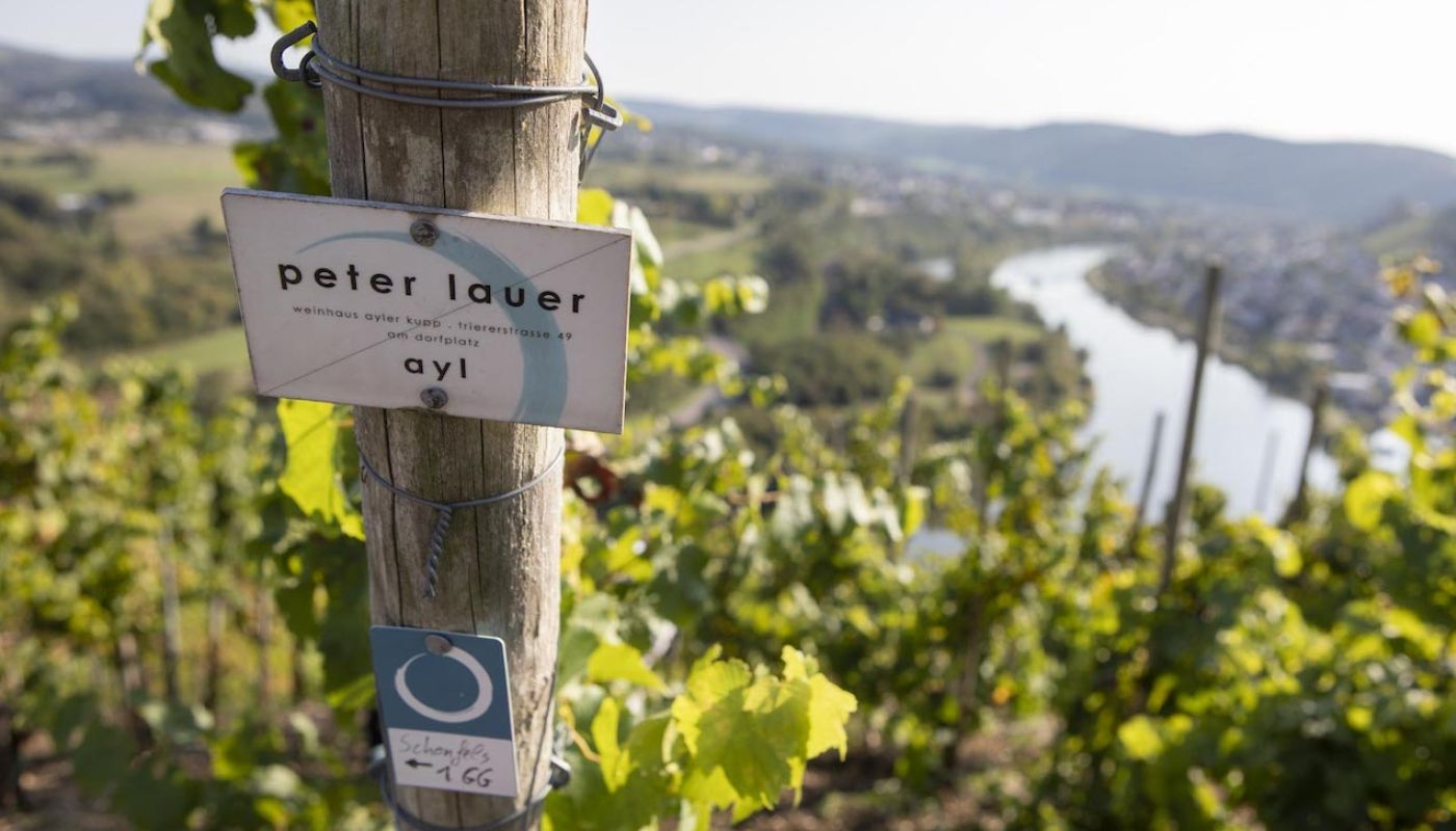 Ayl vineyard of Peter Lauer high above the Mosel