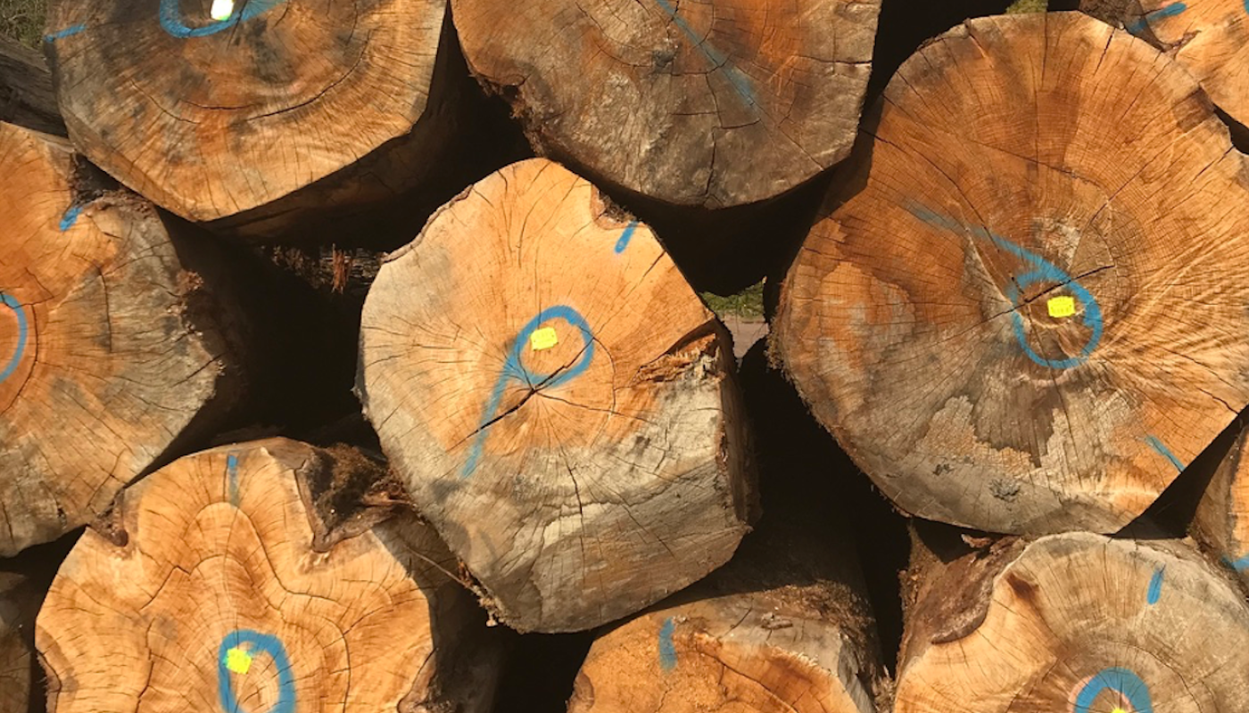 Oak trees stacked at Francois Freres cooperage