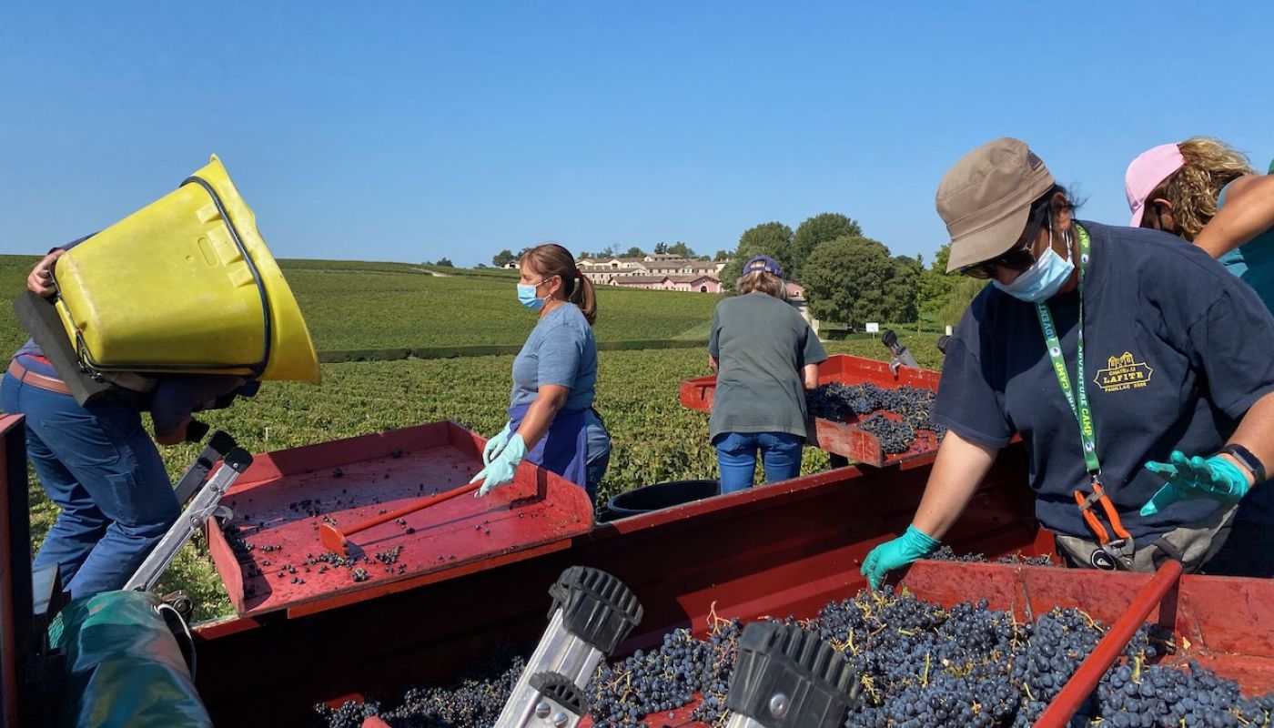 Harvesting Merlot grapes at Lafite in 2020