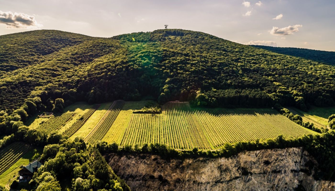 Johanneshof Reinisch Kästenbaum vineyard Gumpoldskirchen