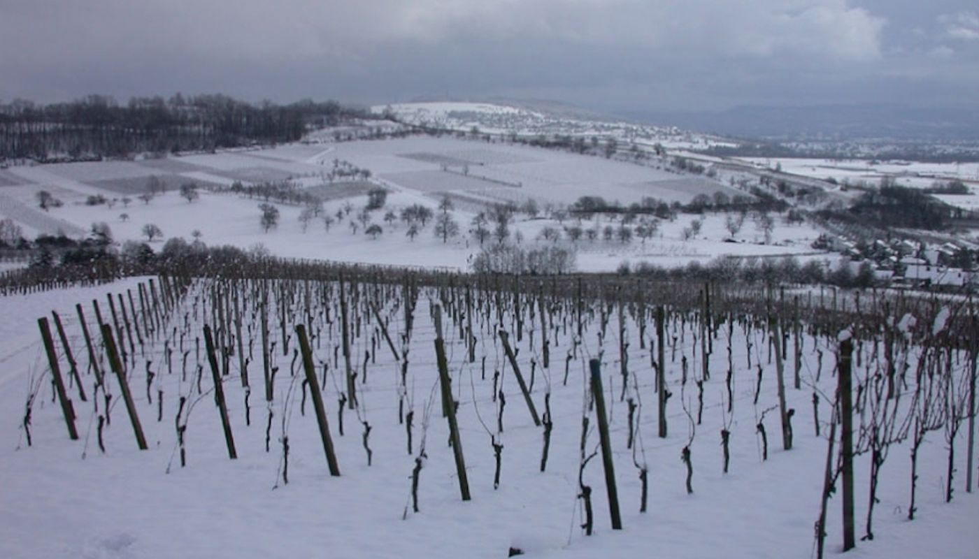 Dirk Brenneisen's vines in the snow in the Markgräflerland, Baden, southern Germany