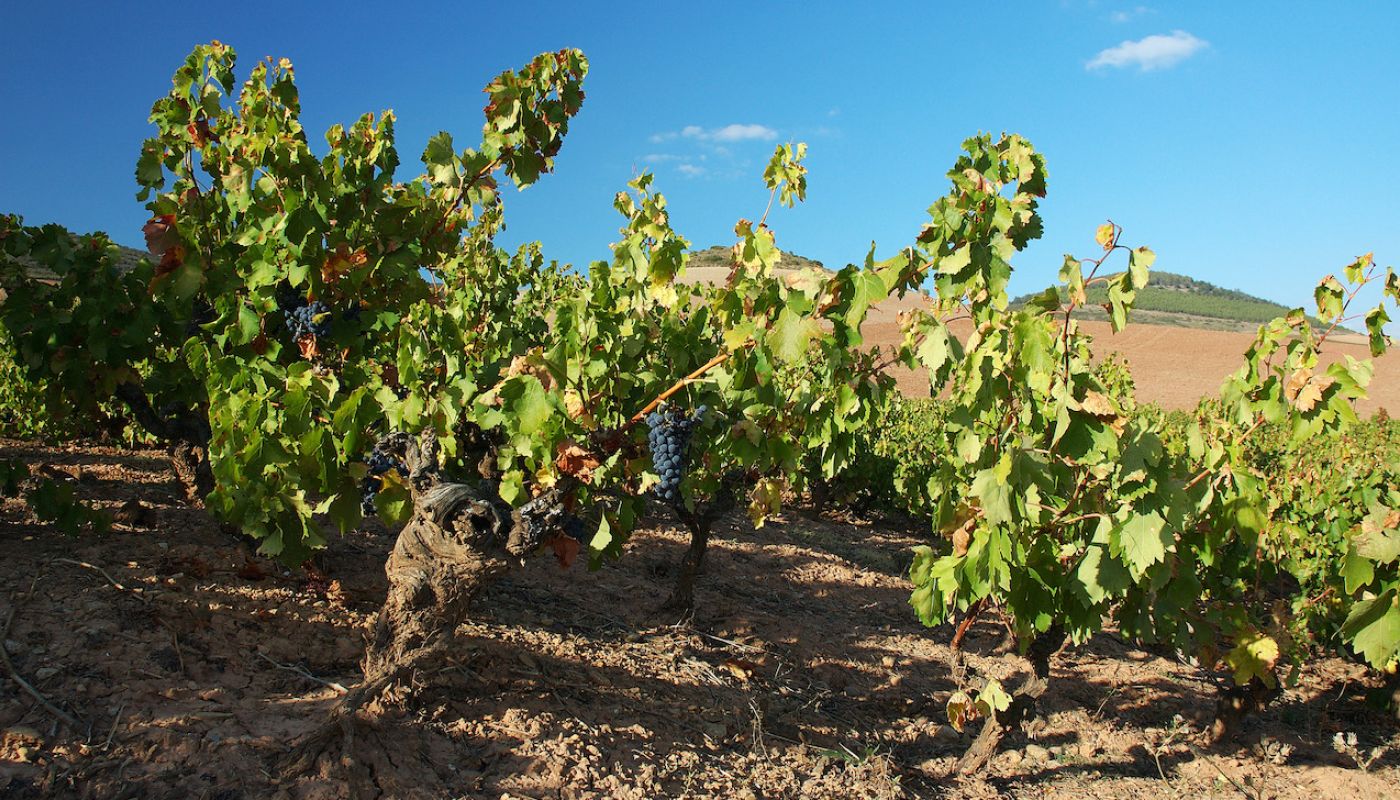 Old vines in the Chaparral vineyard in Navarra