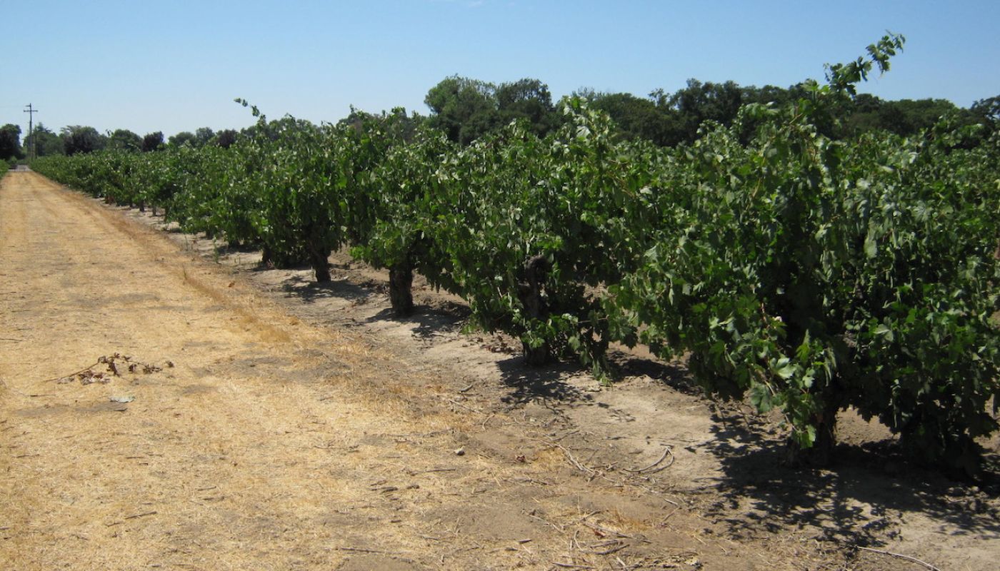 Zin vines planted in Lodi in the 1940s