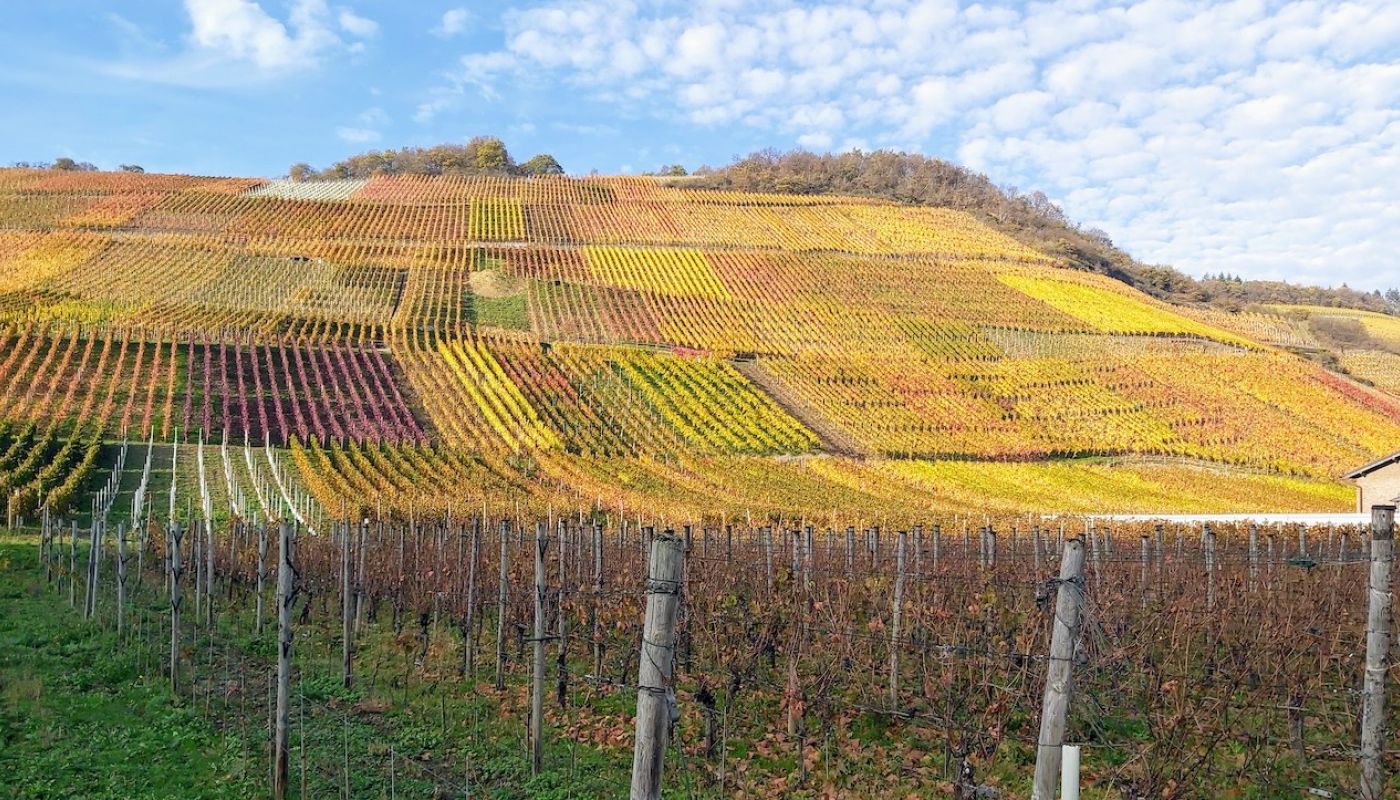 Marienthal vineyards in late October in the Ahr valley, Germany