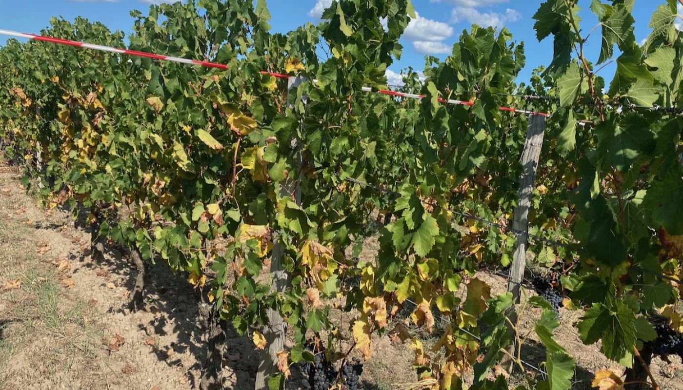 Yellow leaves of drought-stressed vines in Pomerol 21 Sept 2020
