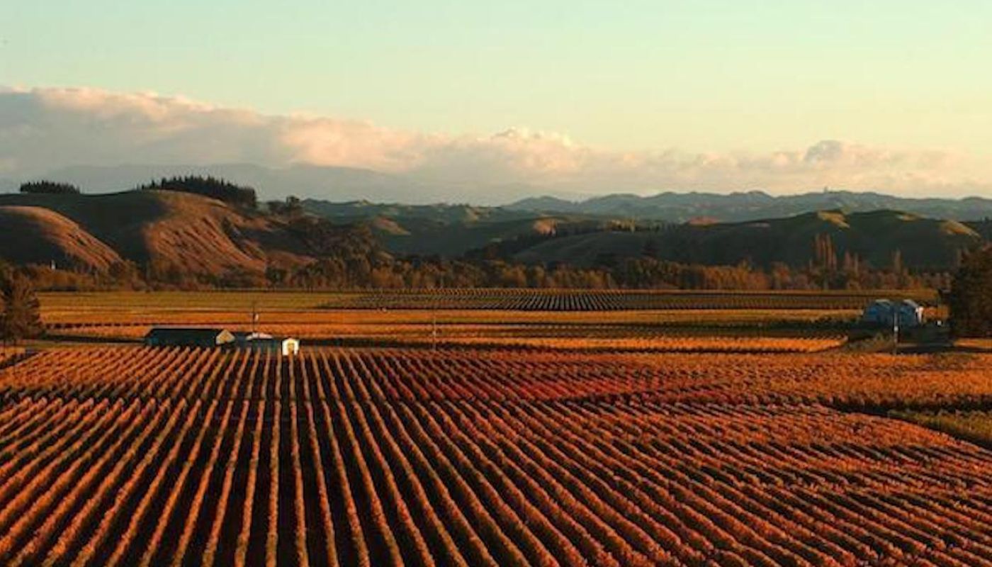 Gimblett Gravels vines in autumn, Hawke's Bay, New Zealand