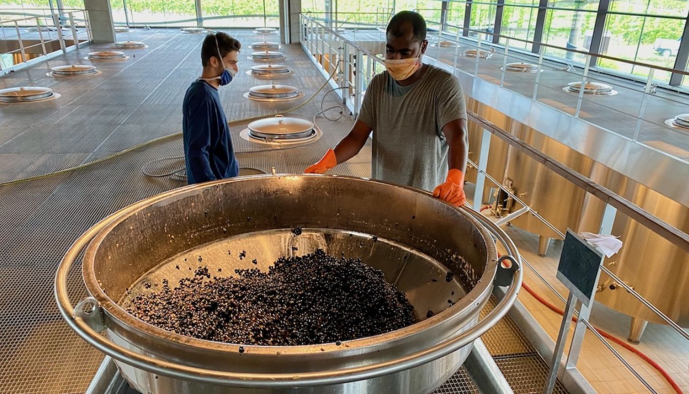 Small Cabernet harvest on 23 September 2020 at Ch Beychevelle