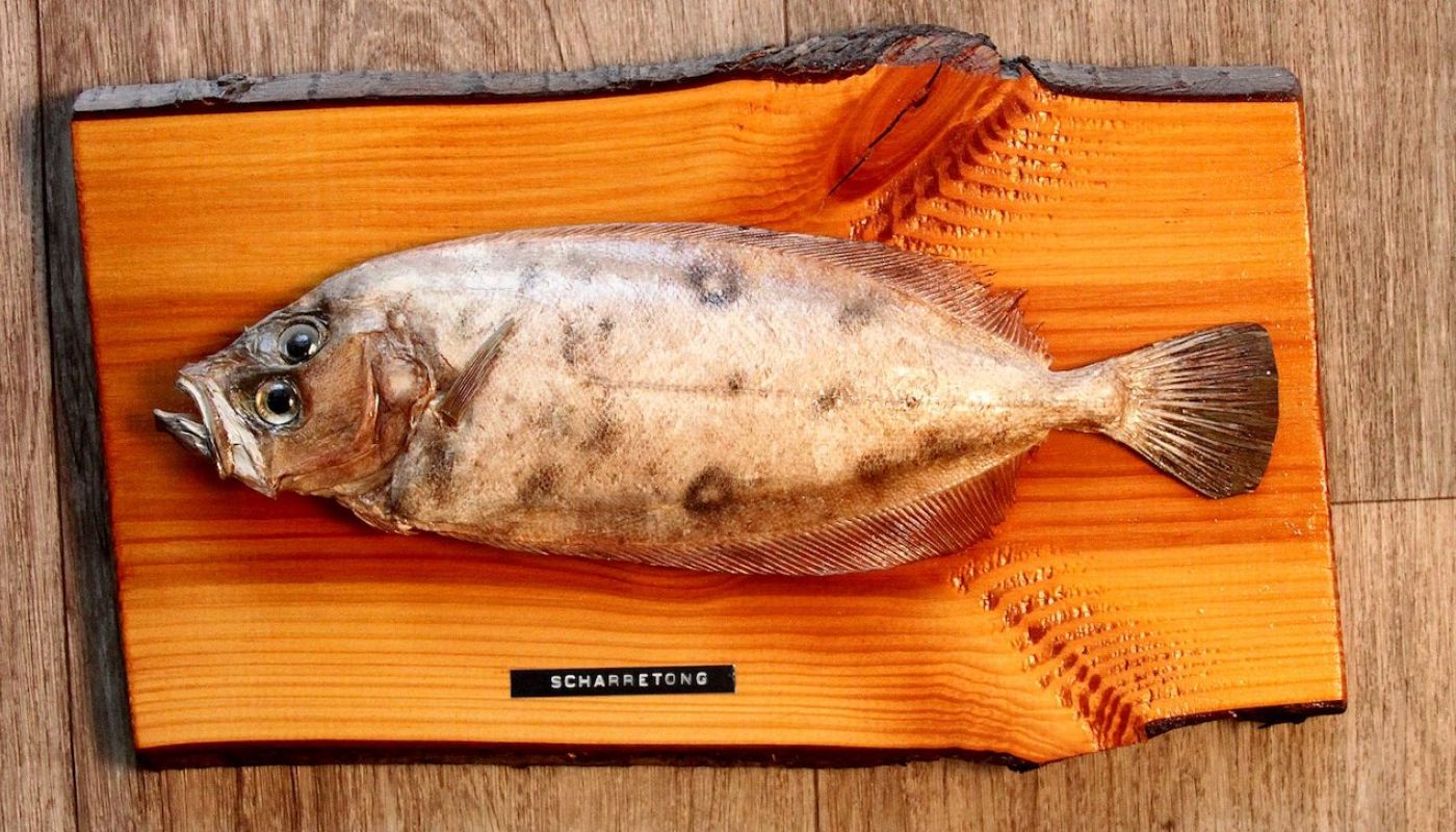 Megrim sole