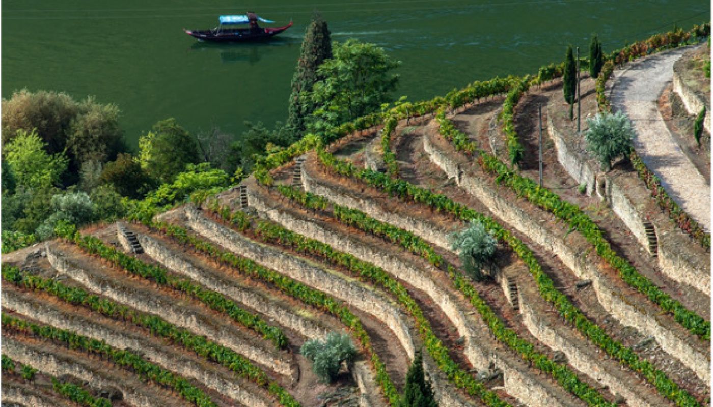 Douro terraces