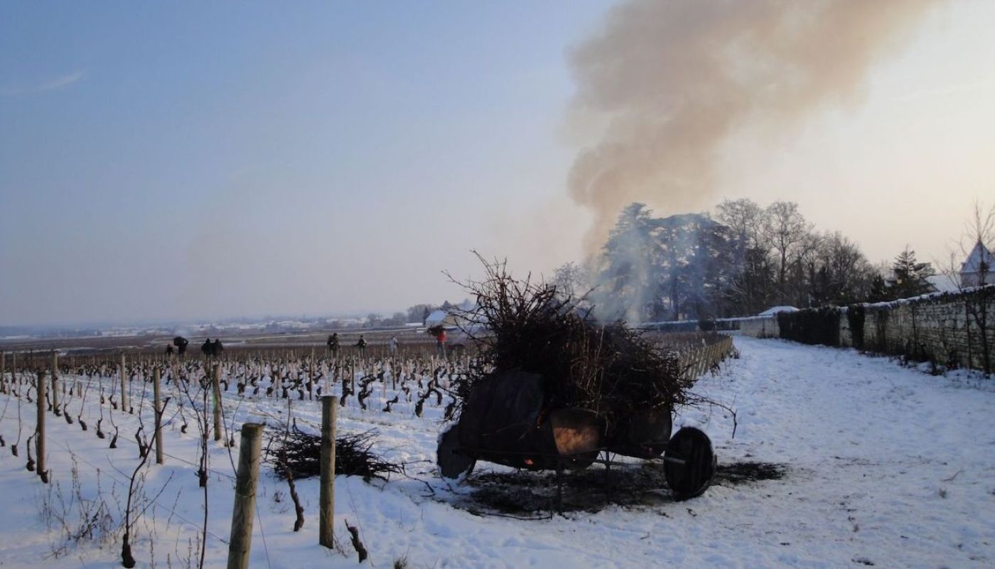 Sylvain Dussort pruning in snowy vineyard