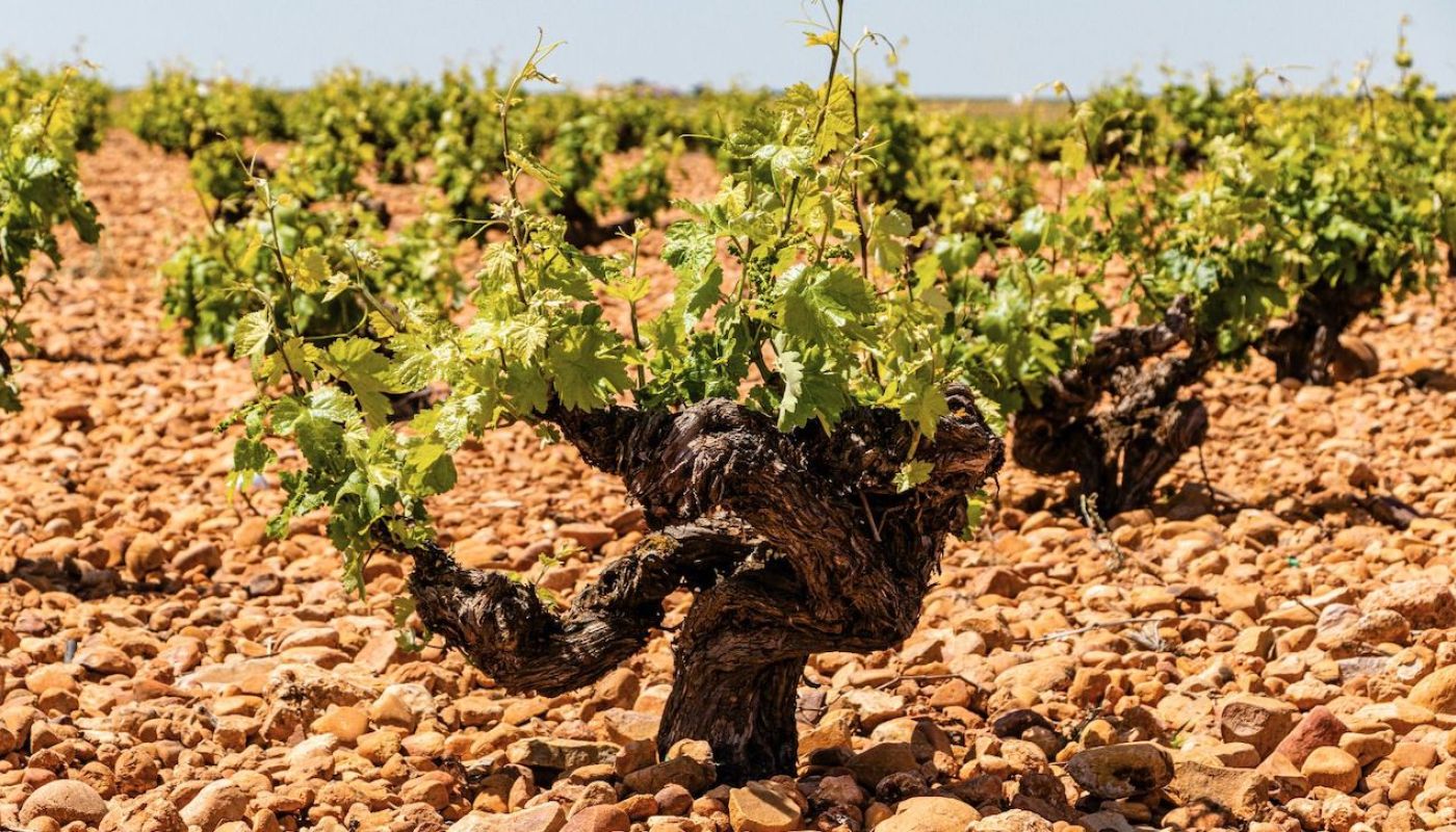 Old vine in La Mancha that contributes to Verum wines