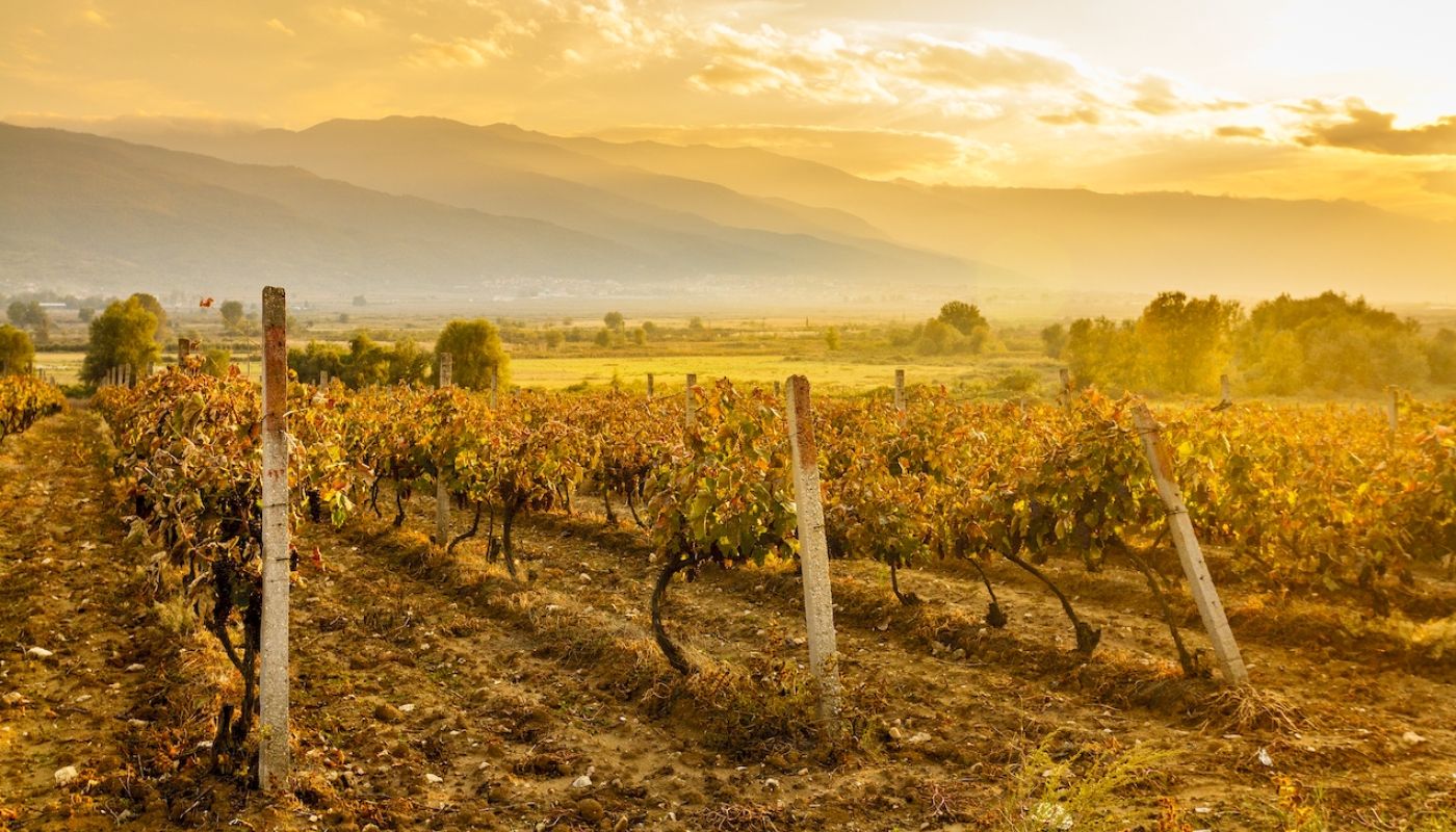 Orbelia Winery Vineyards in Bulgaria