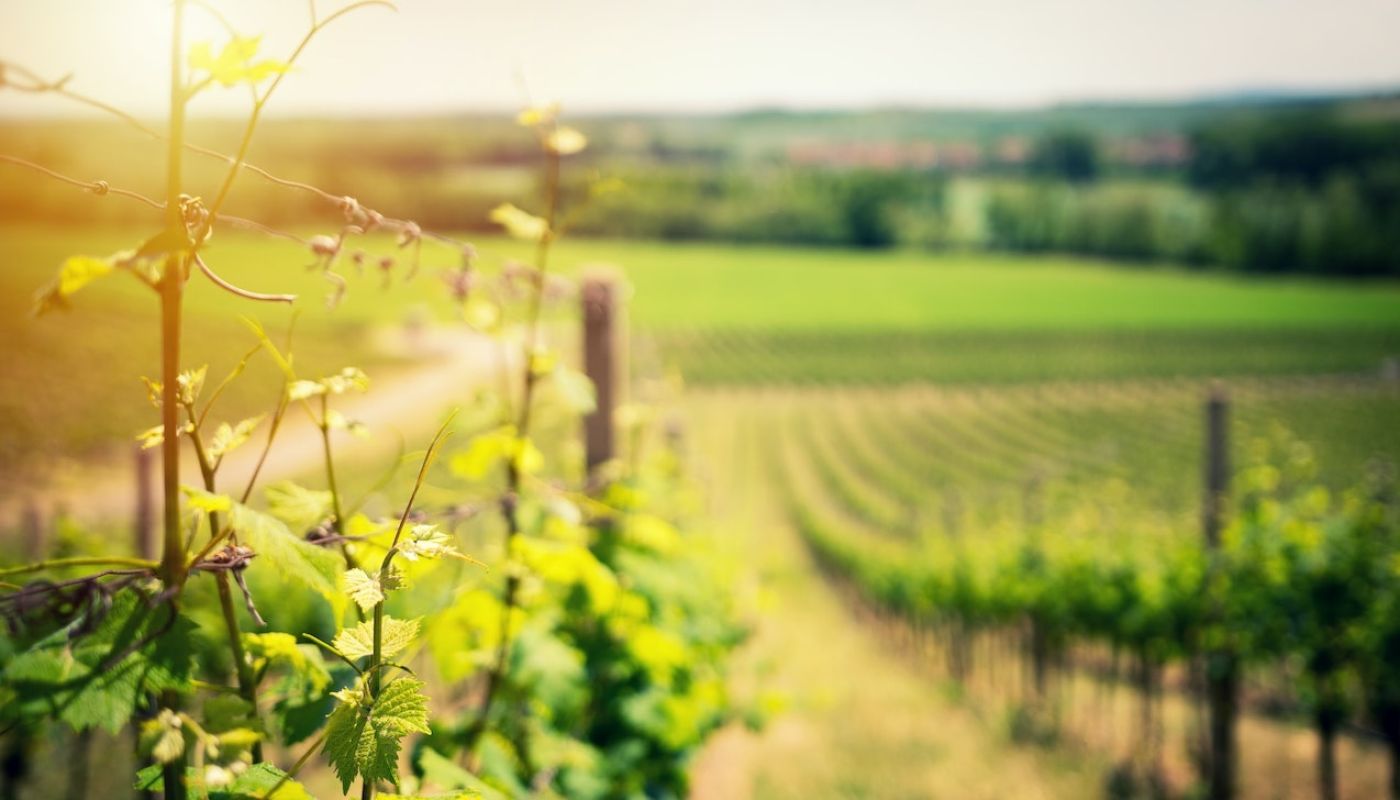 Czech vines in spring