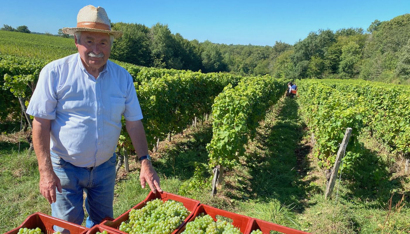 Ch Bauduc white wine harvest 2020