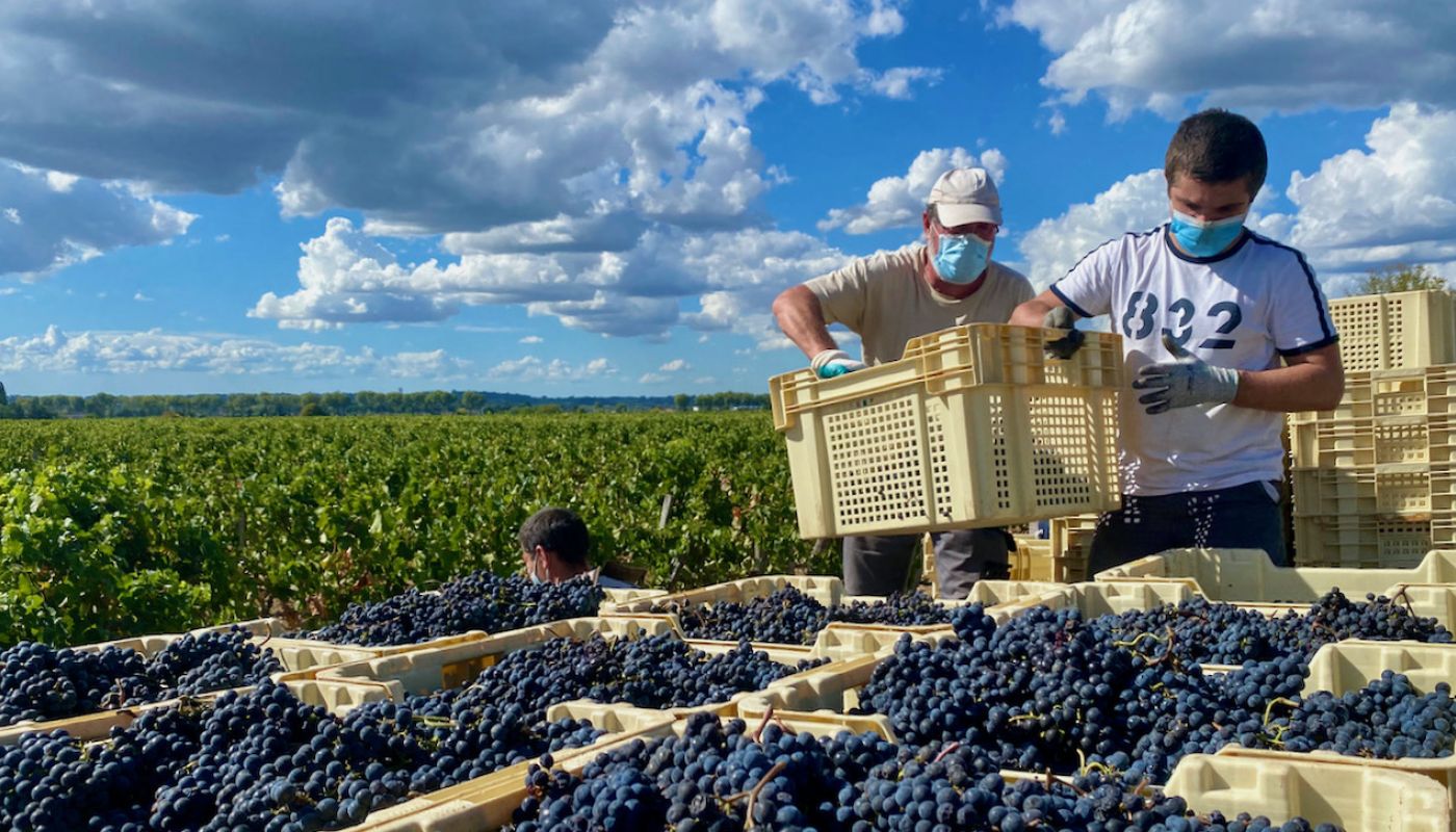 La Croix de Gay harvest 2020 Pomerol