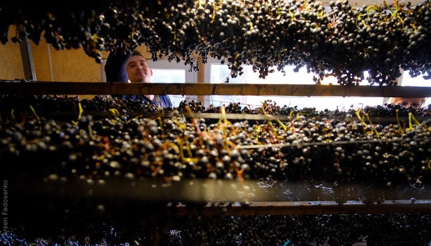 Grapes drying at Beykush winery in Ukraine