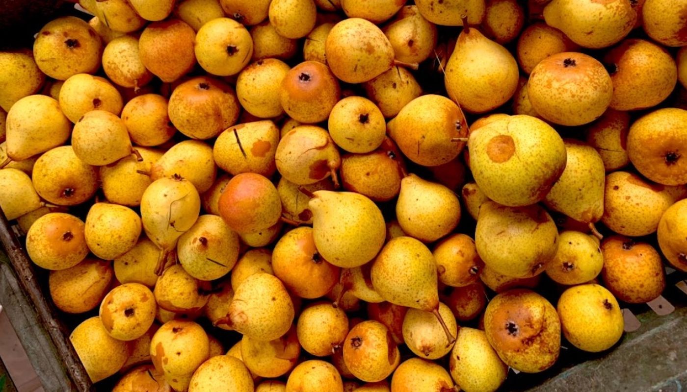 Perry pears
