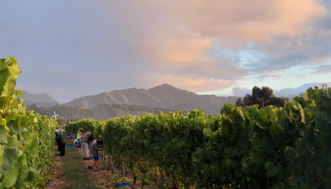 Grape picking Marlborough 2021