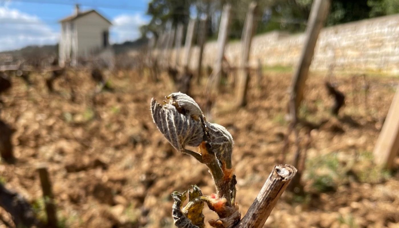 Puligny vine frosted