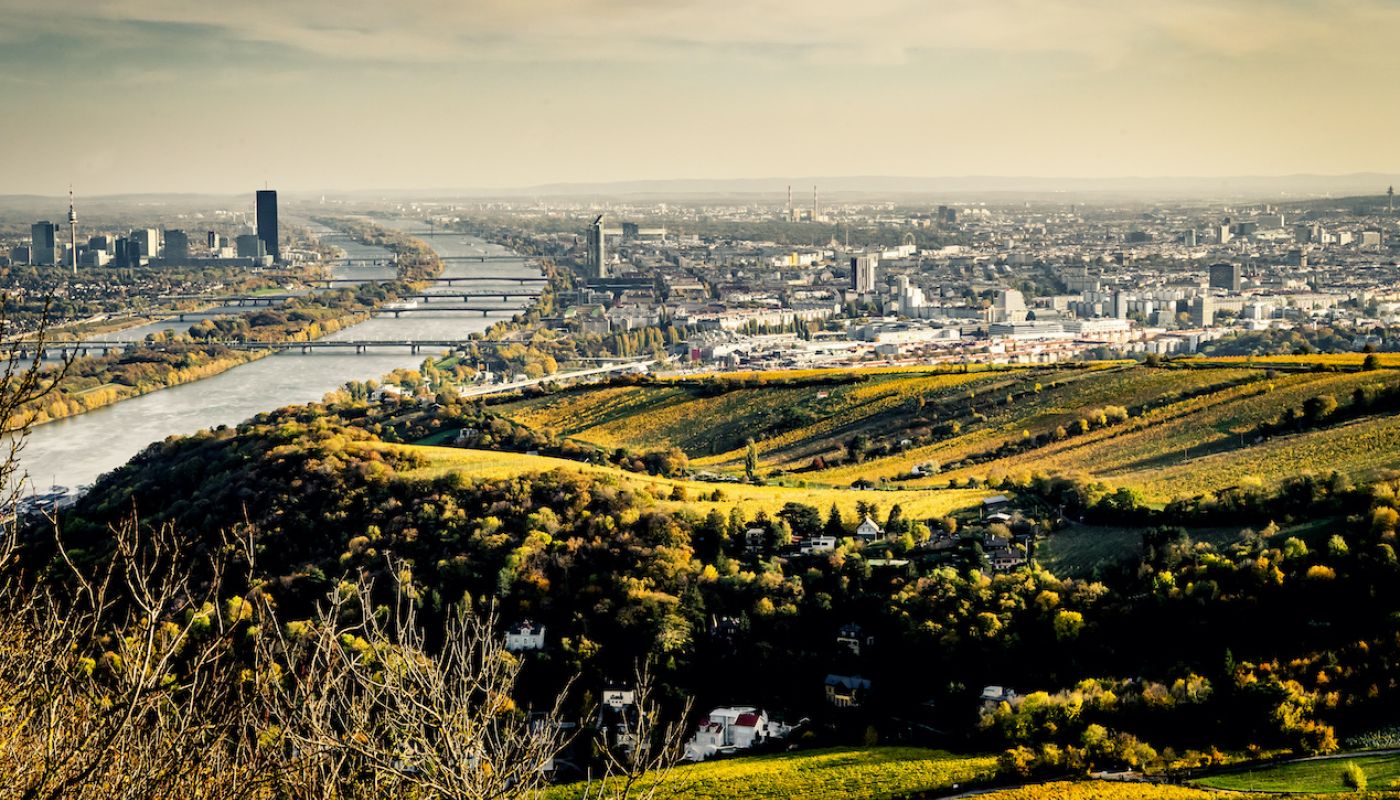 Vineyards and Vienna