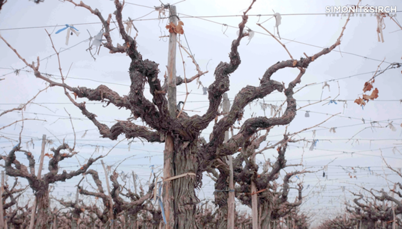Old vines in Napa via Simonit & Sirch