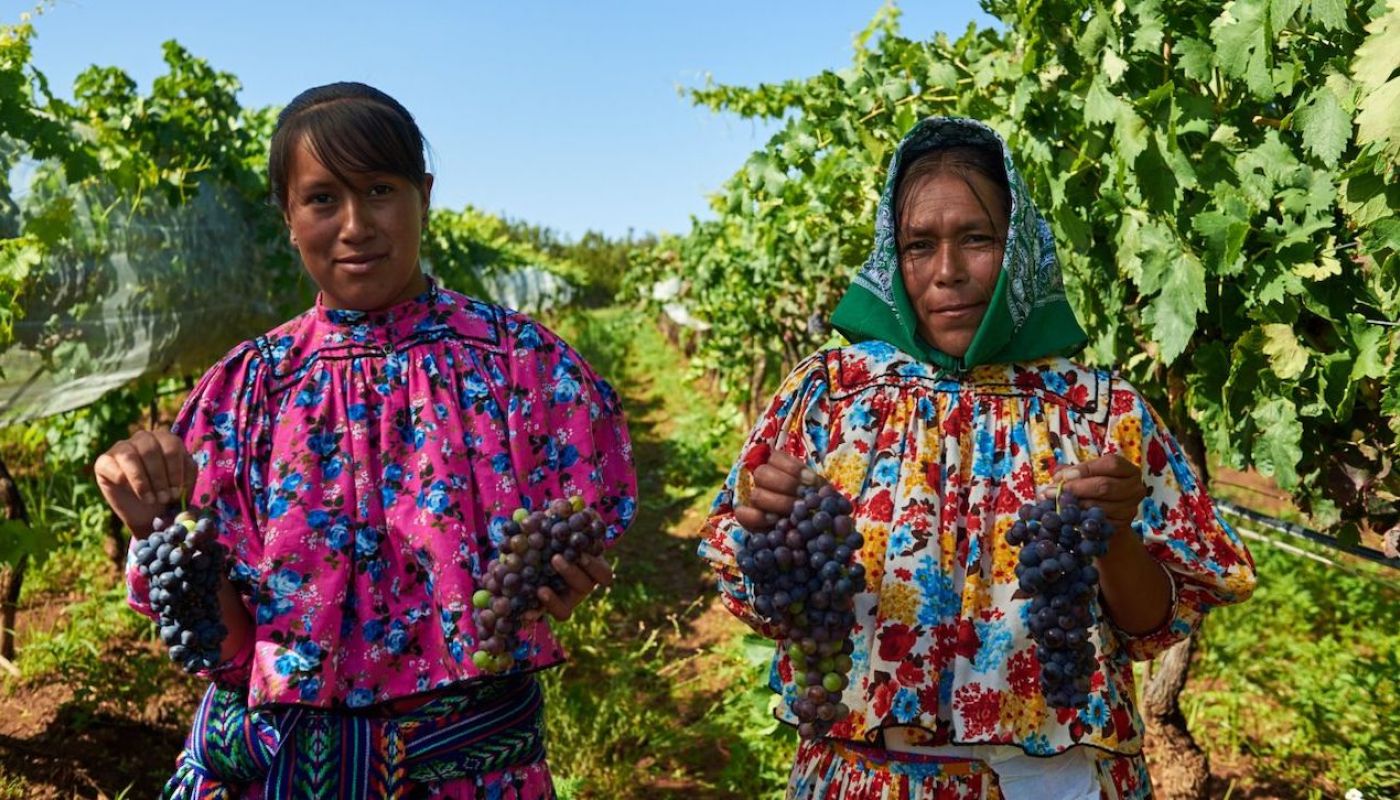 Pickers at Casa Establo, Mexico