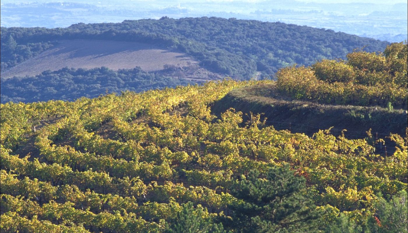 Vineyards in Faugeres