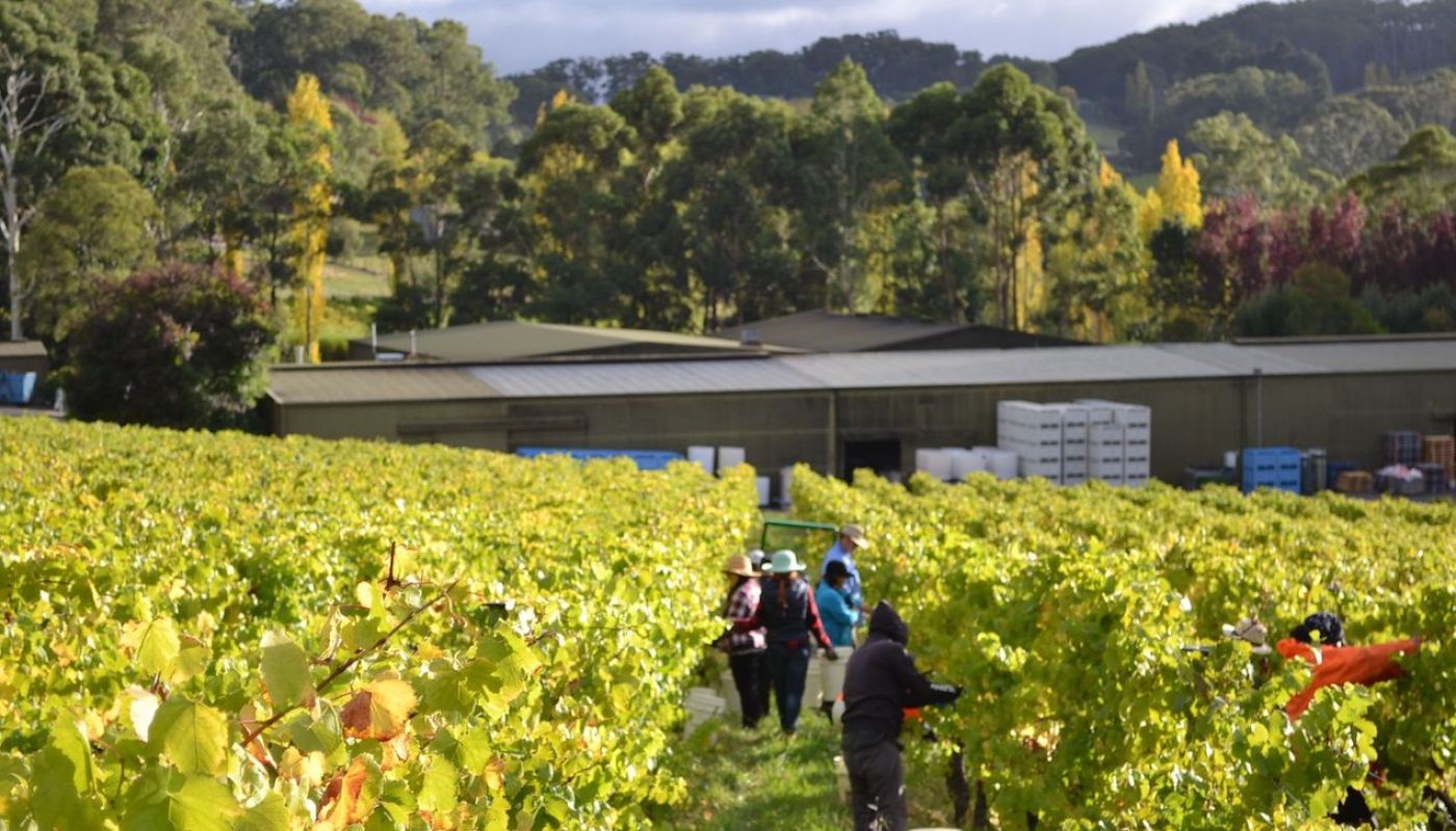 Hand picking the Tiers vineyard in Piccadilly, Adelaide Hills, late March 2021