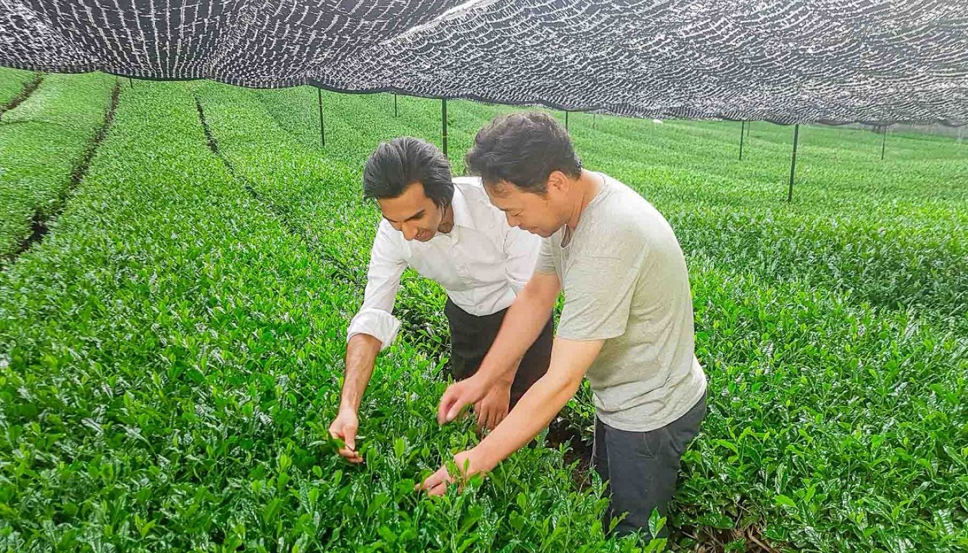 Jameel Lalani with the Nakai family looking at shade-grown Gyokuro green tea in Japan