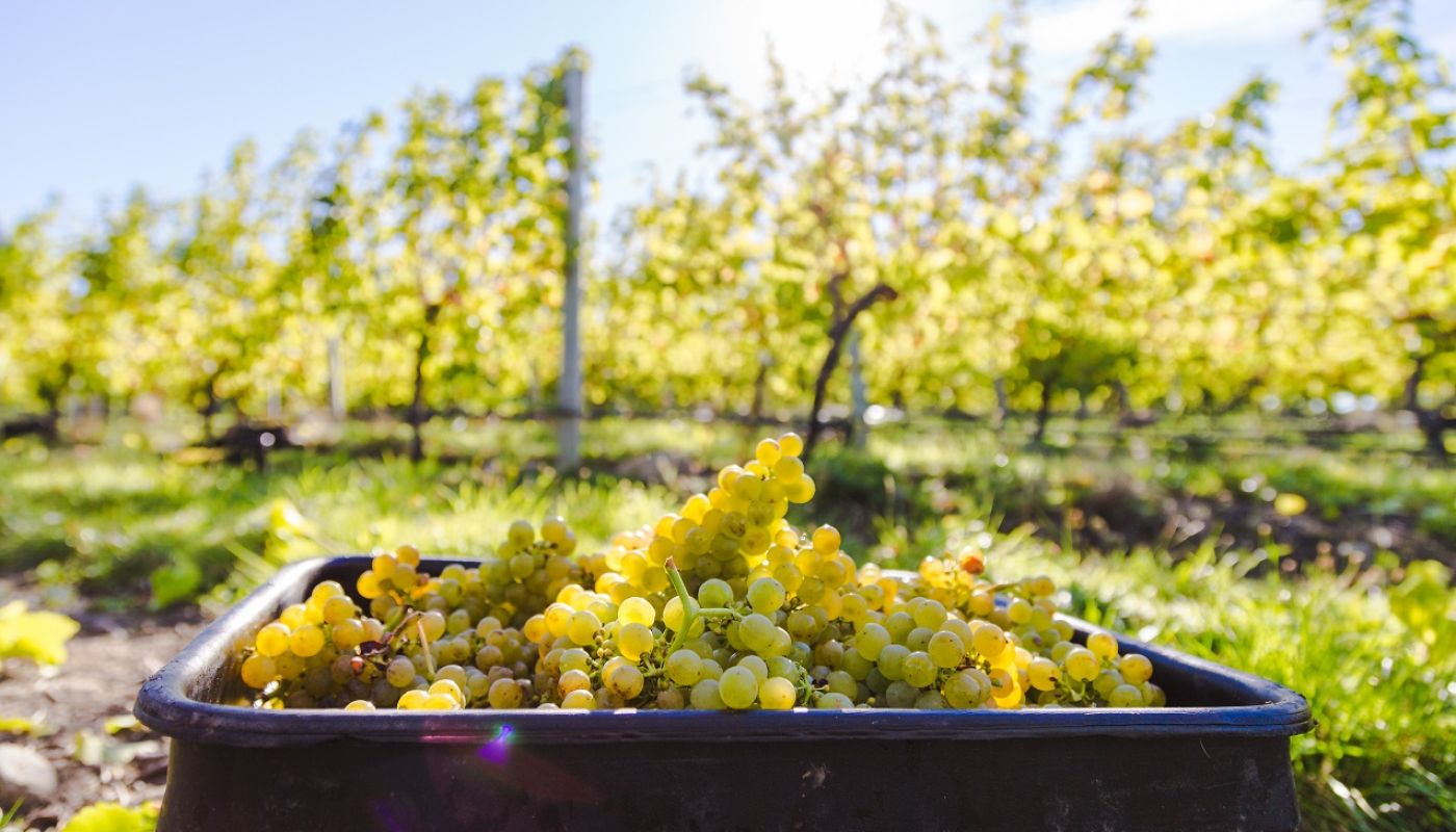 NZ Wine grapes tePa vineyard