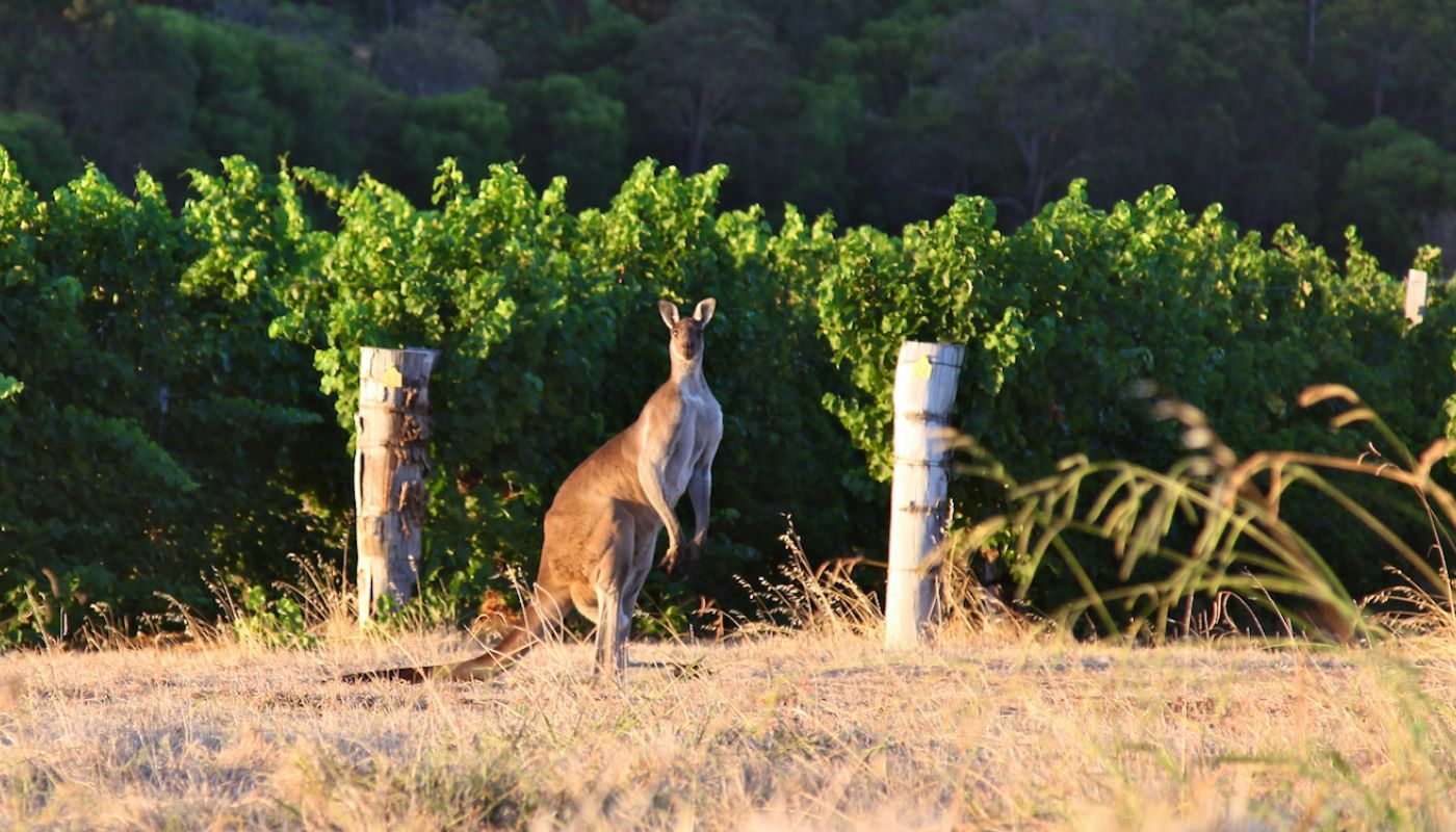 Roo in Pierro vineyard, Margaret River, Western Australia