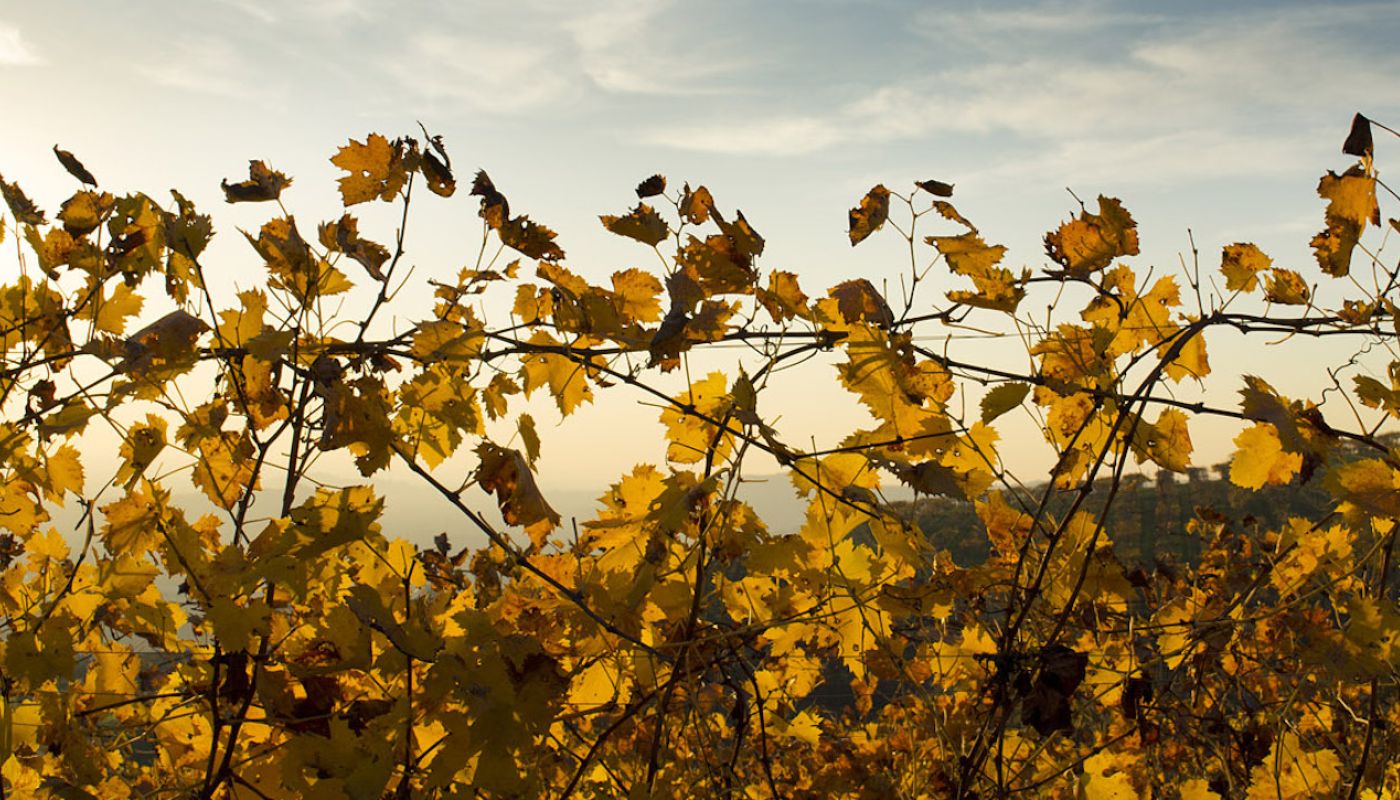Inama's Soave Classico vines