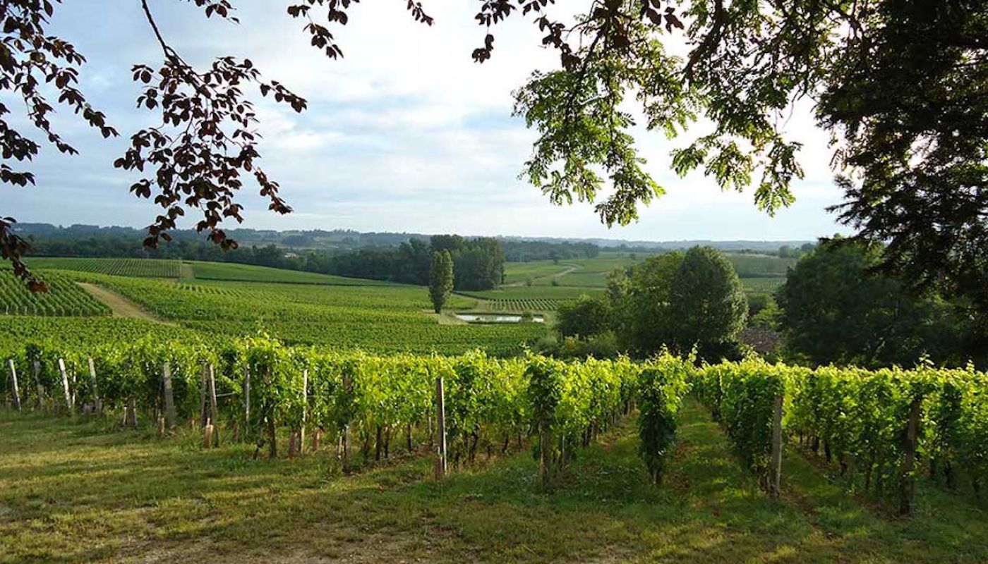 Ch Valandraud vines