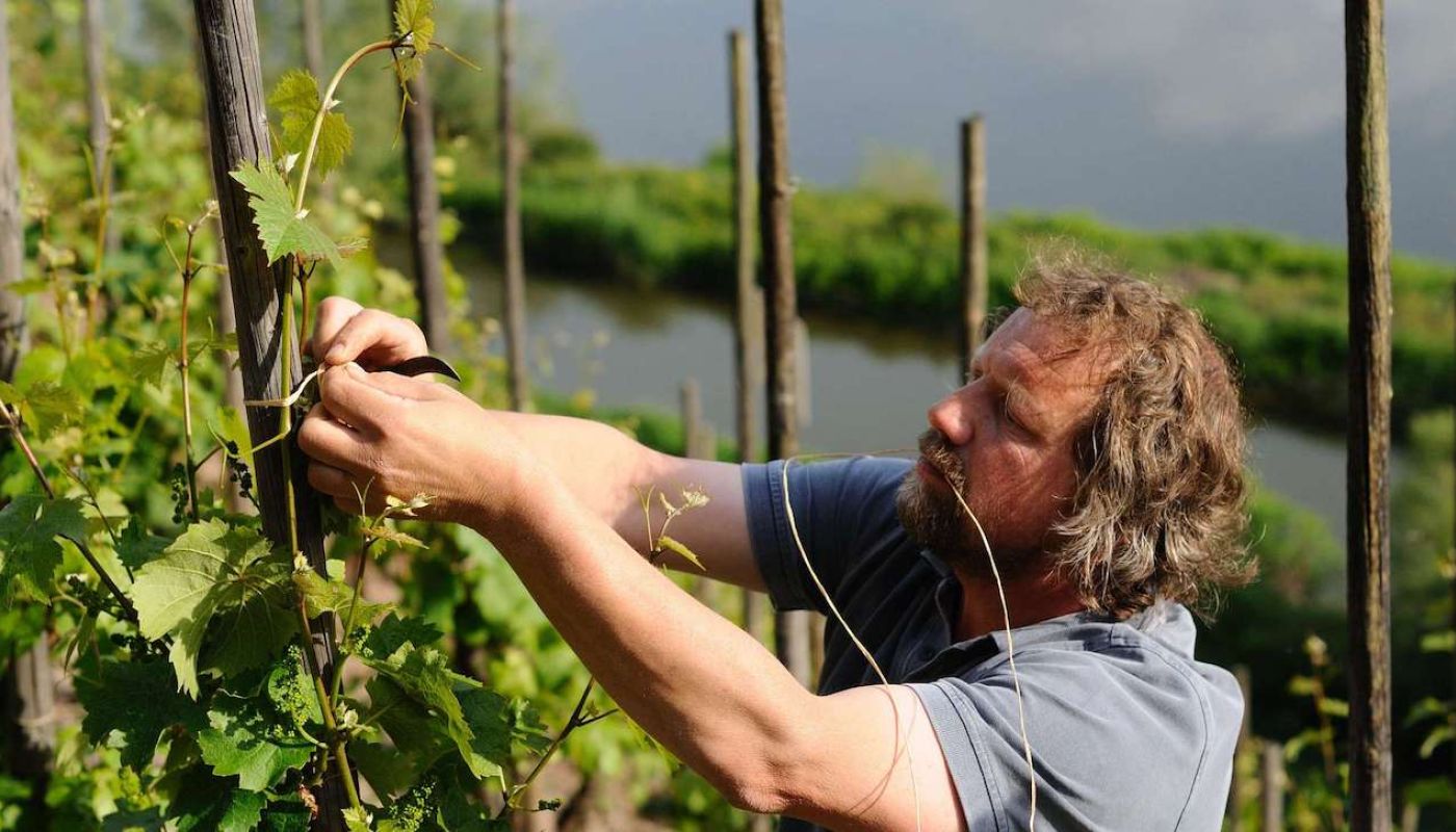 Clemens Busch tying up vines above the Mosel
