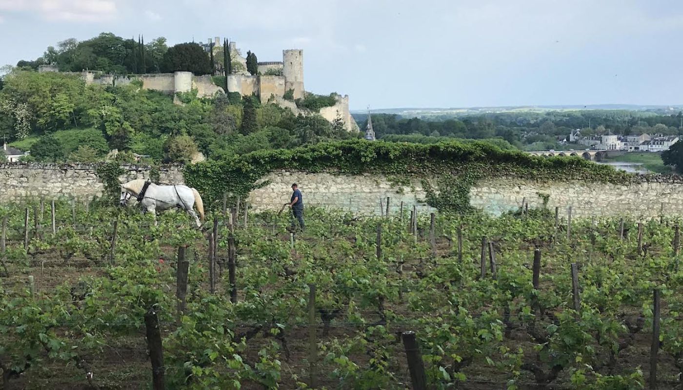 Clos des Capucins and white horse in Chinon
