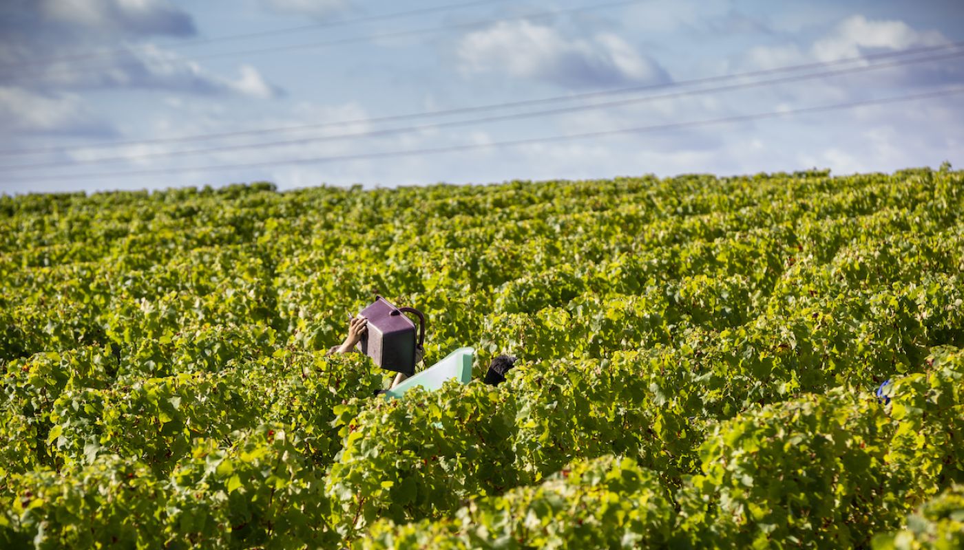 Harvest at Ch Grand Village 31 Aug 2018