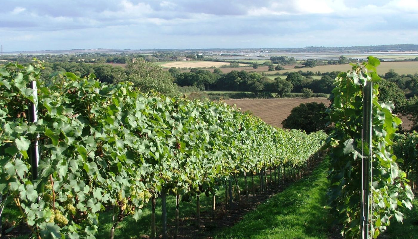 A view of the Crouch Valley from Martin's Lane Vineyard in Essex