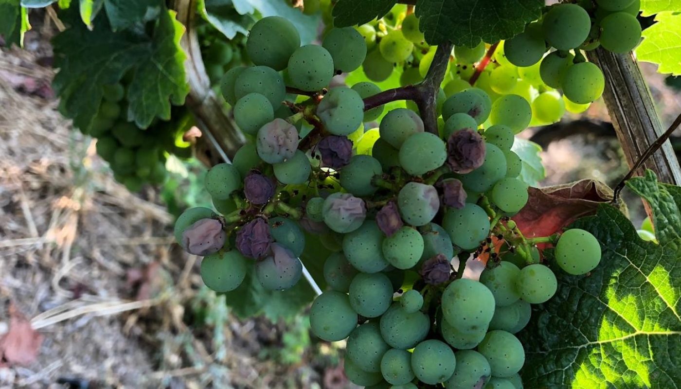 Sunburnt grapes Kloster Eberbach July 2019