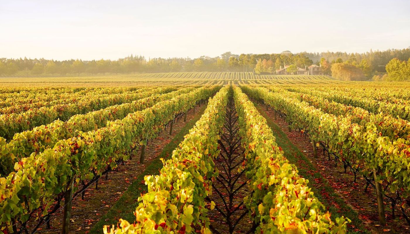 Waitakere Vineyard, supplying much of Kumeu River's Estate Chardonnay