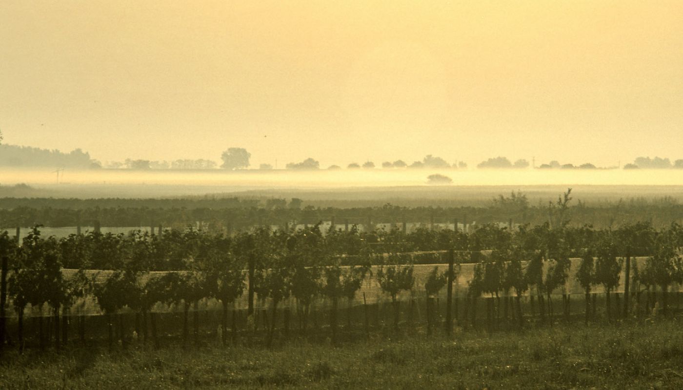 Mist over Kracher's Nebel vineyard in Austria's Burgenland