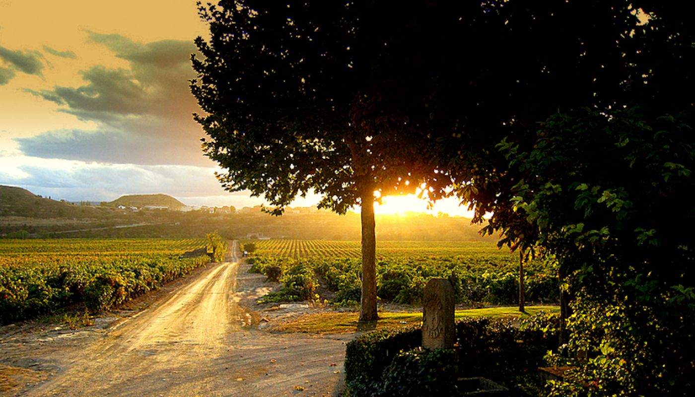 Vines at sunset on the Contino estate, Rioja