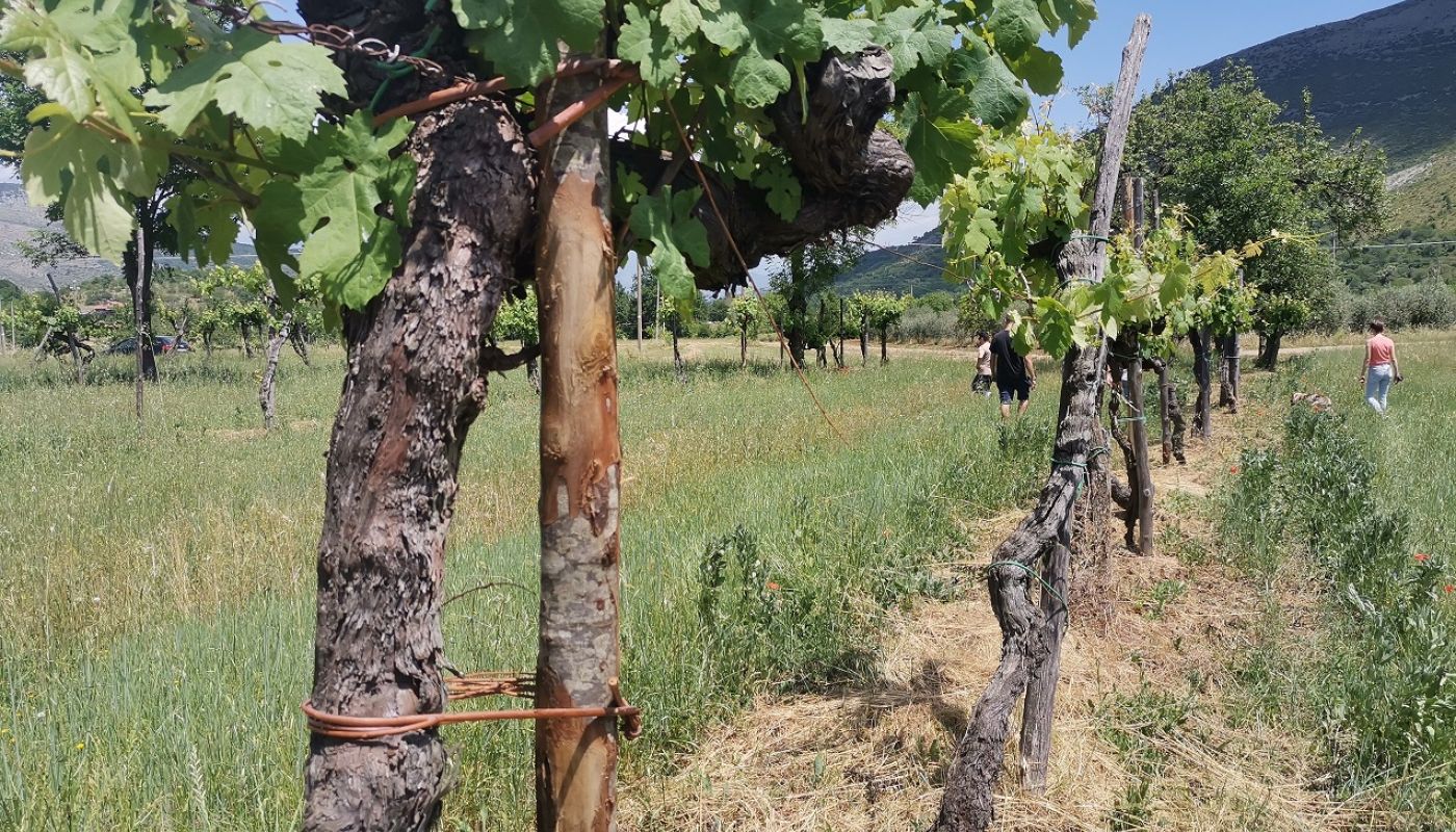 WWC21 - Grunwald S - Cariano Vineyard from 1840