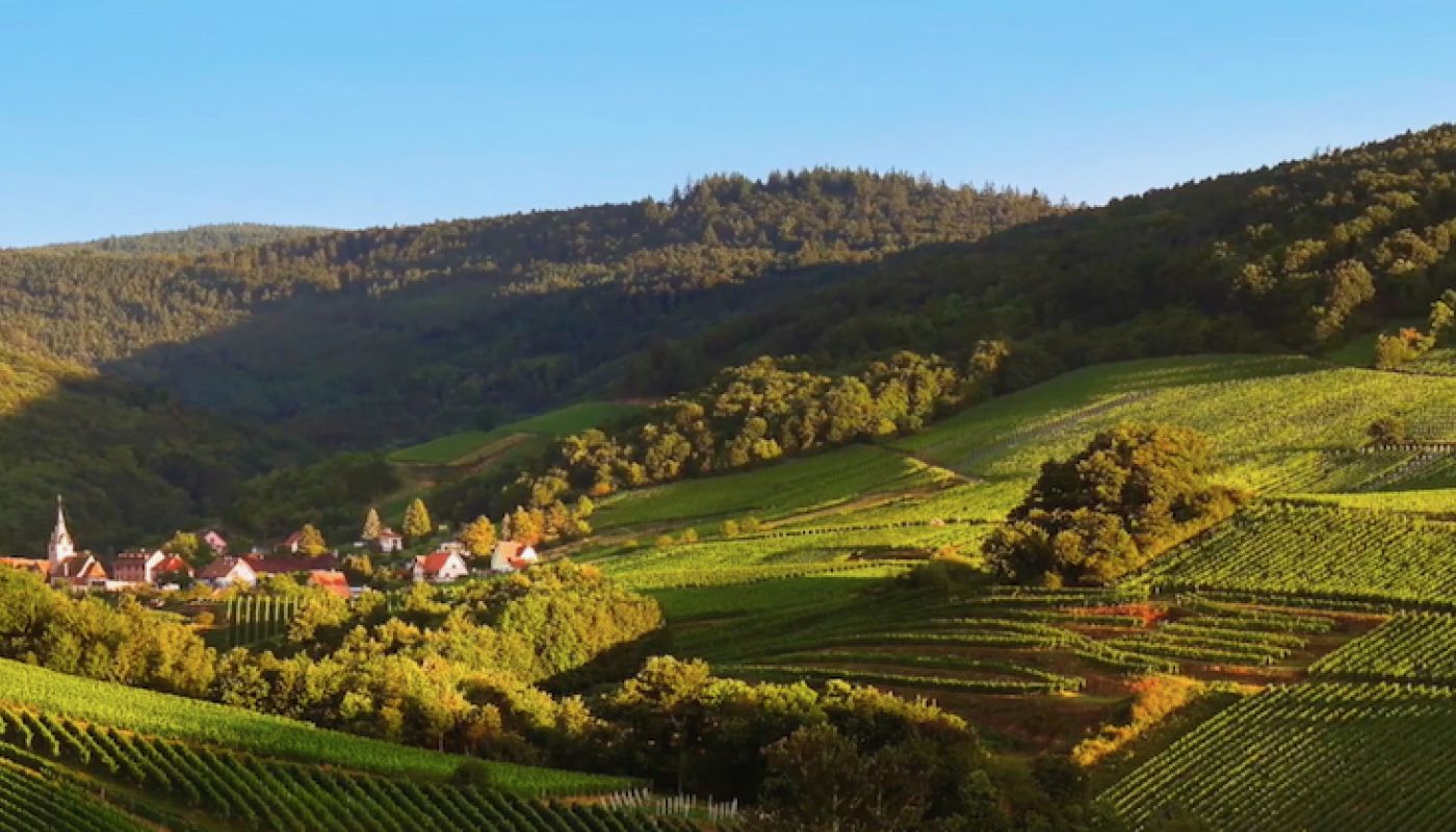 Schieferkopf vines